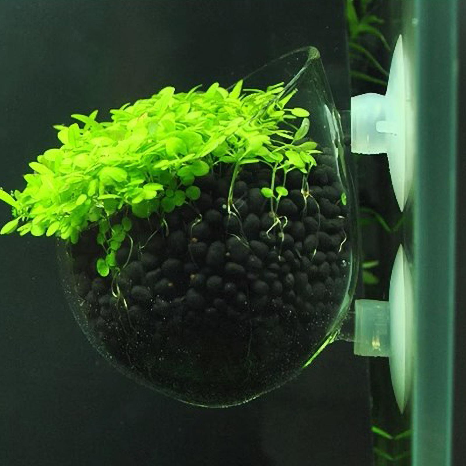Aquarium Plant Holder Glass Aq - Aquarium Plant Gel 评论和价格