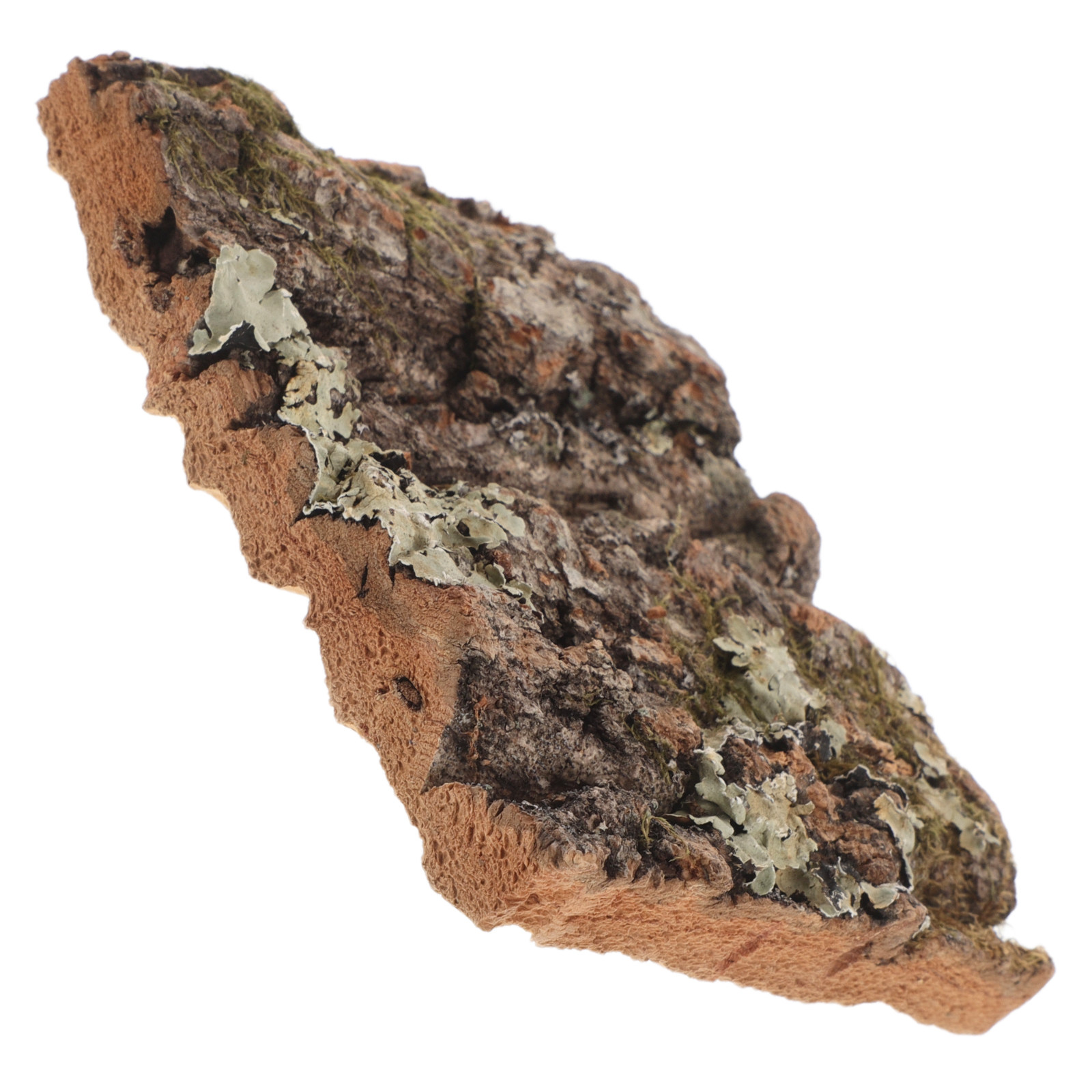 Cork Bark Tree Bark for Reptil - Aquarium Plant Guide 评论和价格