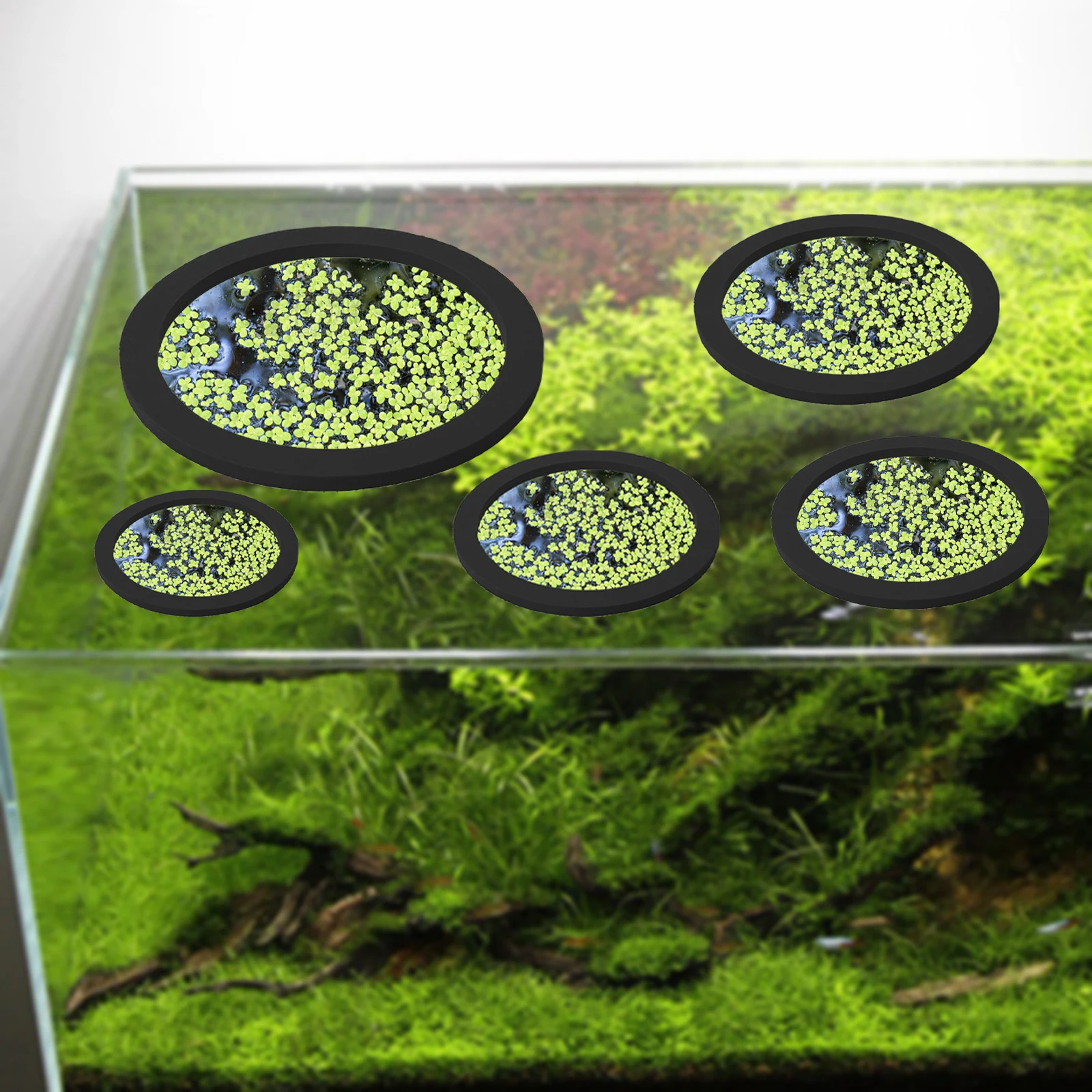 5Pcs EVA Fish Feeding Ring Aqu - Aquarium Plant 评论和价格