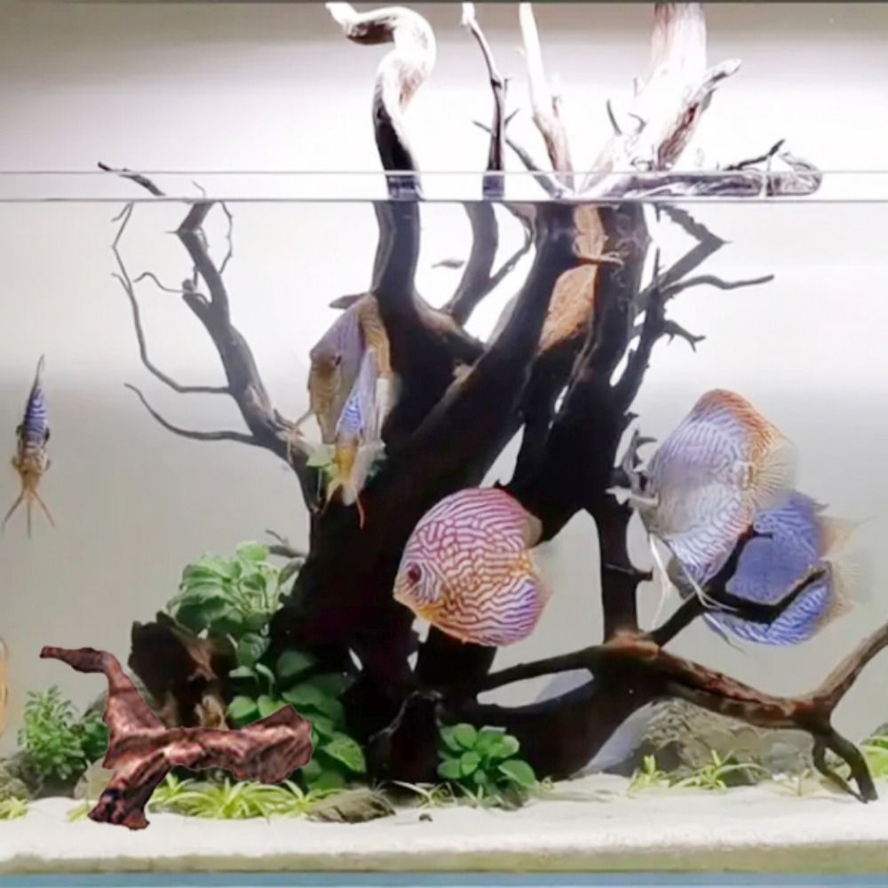 Creative Irregular Shape Coral - Aquarium Plant Guide 评论和价格