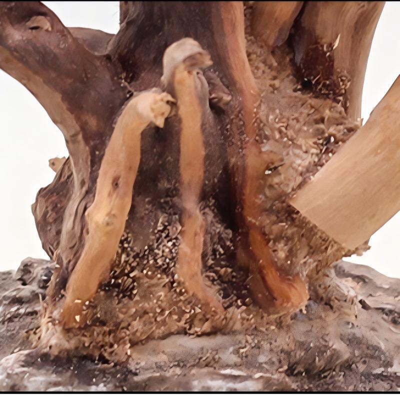 1PC Aquarium Landscaping Wood  - Aquarium Plant Guide 评论和价格