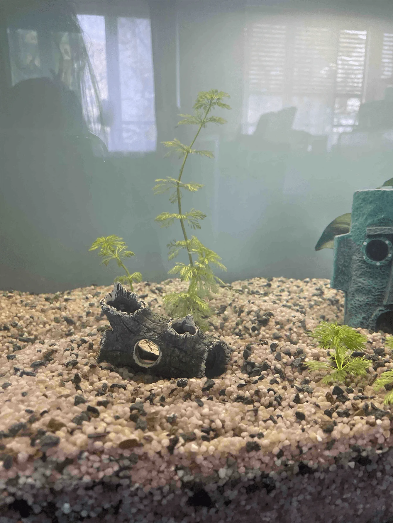 1 Piece of Tree Branch Fragmen - Aquarium Plant Guide 评论和价格