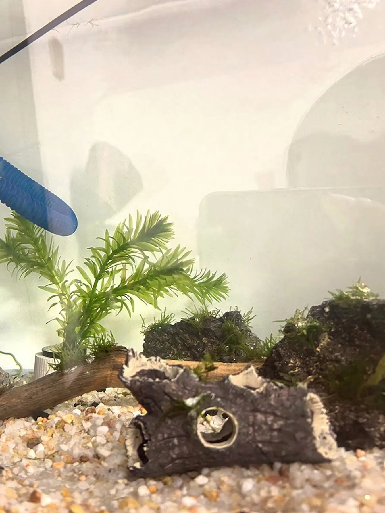1 Piece of Tree Branch Fragmen - Aquarium Plant Guide 评论和价格
