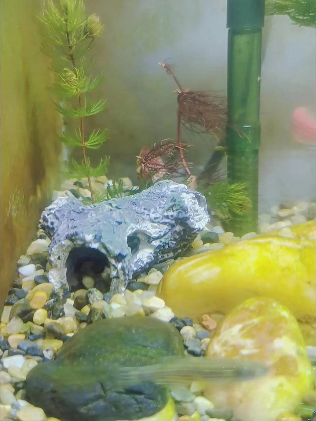 1 Piece of Tree Branch Fragmen - Aquarium Plant Guide 评论和价格